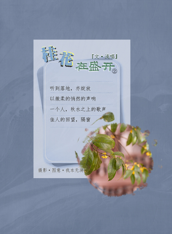 桂花在盛开2.jpg